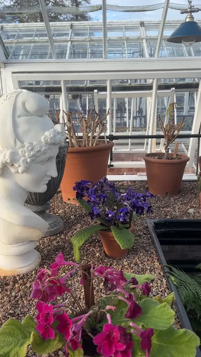 Film: the glasshouse and the painted sheets