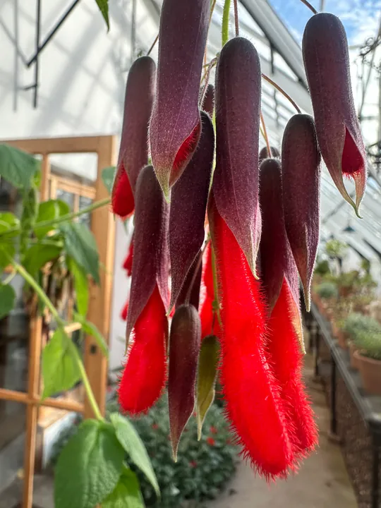 Dark red flowers with furry red tips hanging in a glasshouse
