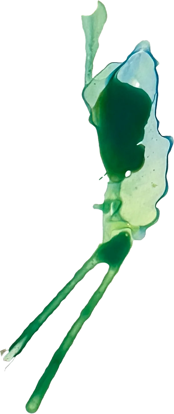 The painted mark for DataForSEO