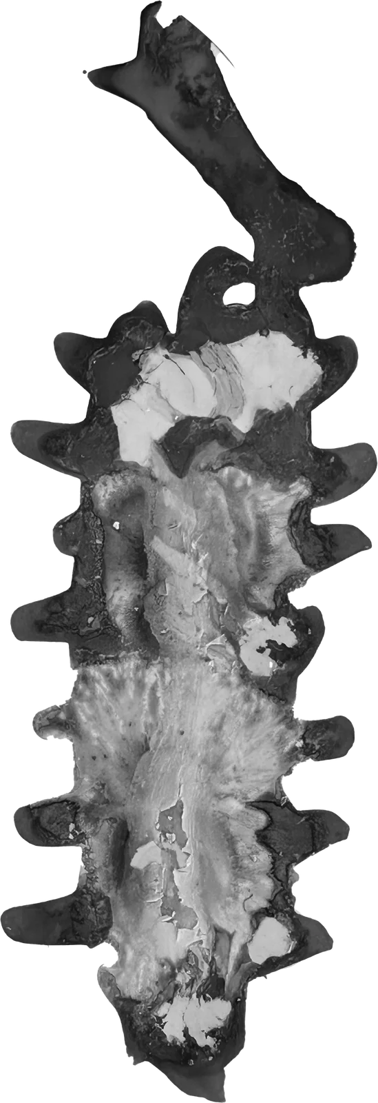 The painted mark for Seznam