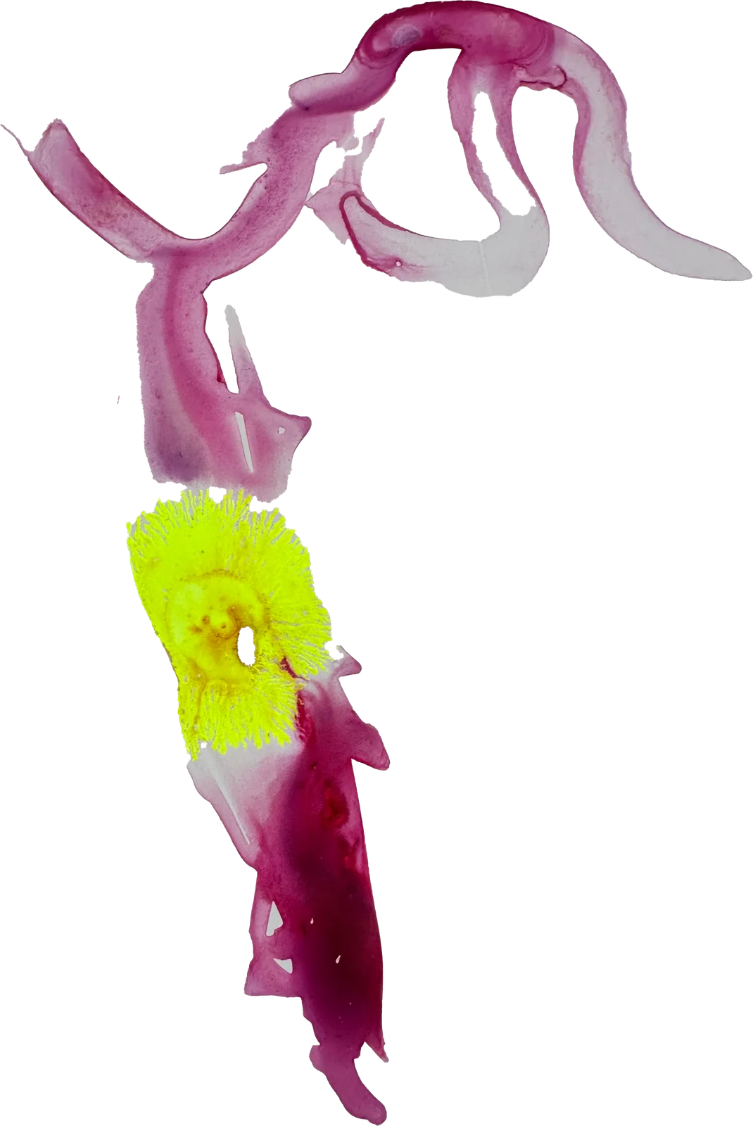 The painted mark for ByteDance