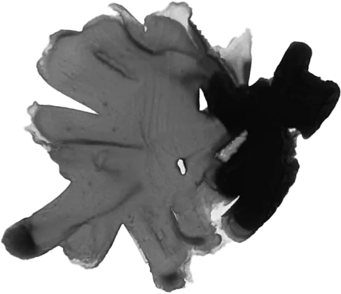 The painted mark for Link previews